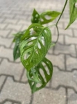 Monstera obliqua sumaco