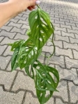 Monstera obliqua sumaco
