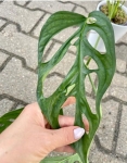 Monstera obliqua sumaco
