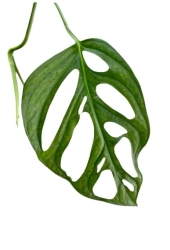 Monstera obliqua sumaco - cięty węzeł