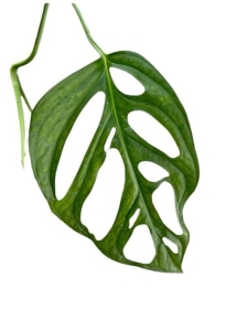 Monstera obliqua sumaco - cięty węzeł