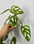 Monstera obliqua los tayos