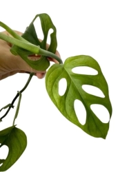 Monstera obliqua los tayos - cięty węzeł