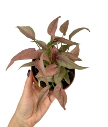 Syngonium 1510 - M