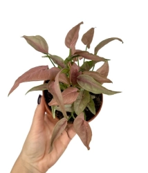 Syngonium 1510 - M