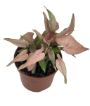 Syngonium 1510