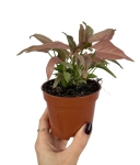 Syngonium 1510