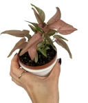 Syngonium 1510