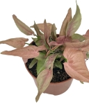 Syngonium 1510