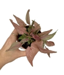 Syngonium 1510