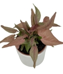 Syngonium 1510