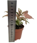 Syngonium 1510