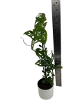 Monstera adansonii var. laniata - M