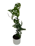 Monstera adansonii var. laniata - M