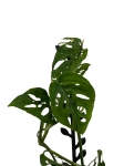 Monstera adansonii var. laniata - M