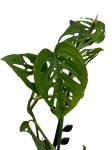 Monstera adansonii var. laniata - M