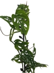 Monstera adansonii var. laniata - M