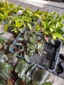 Philodendron Pink Princess - S / Anna Stańco