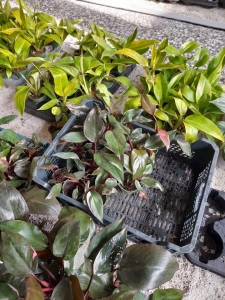Philodendron Pink Princess - S (1) (1)