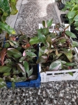 Philodendron Pink Princess - S / Anna Stańco