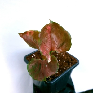 Syngonium Strawberry Ice
