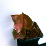 Syngonium Strawberry Ice