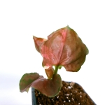 Syngonium Strawberry Ice
