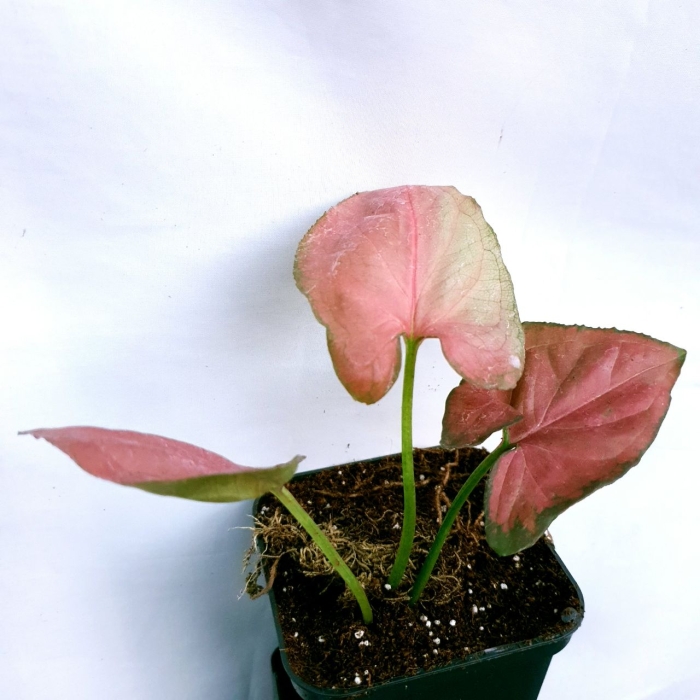 Syngonium Orm Nak