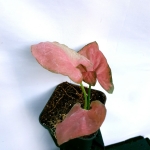Syngonium Orm Nak