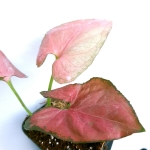 Syngonium Orm Nak