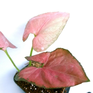 Syngonium Orm Nak 