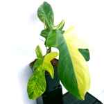 Philodendron Florida Beauty