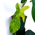 Philodendron Florida Beauty