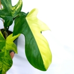 Philodendron Florida Beauty 