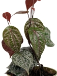 Piper crocatum - M