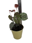Piper crocatum - M