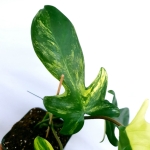 Philodendron Florida Beauty 
