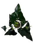 Anthurium arrow - L