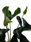 Anthurium arrow - L