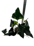 Anthurium arrow - L