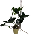 Anthurium arrow - L