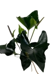 Anthurium arrow - L