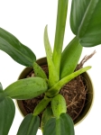 Philodendron Martianum / Pacova - M