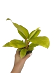 Philodendron Lemon Lime / Malay Gold - M