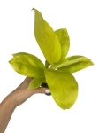 Philodendron Lemon Lime / Malay Gold - M