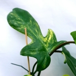 Philodendron Florida Beauty