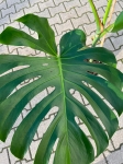 Monstera deliciosa Big Form - XXL