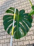 Monstera deliciosa Big Form - XXL