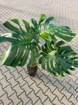 Monstera deliciosa Big Form - XXL