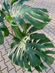 Monstera deliciosa Big Form - XXL
